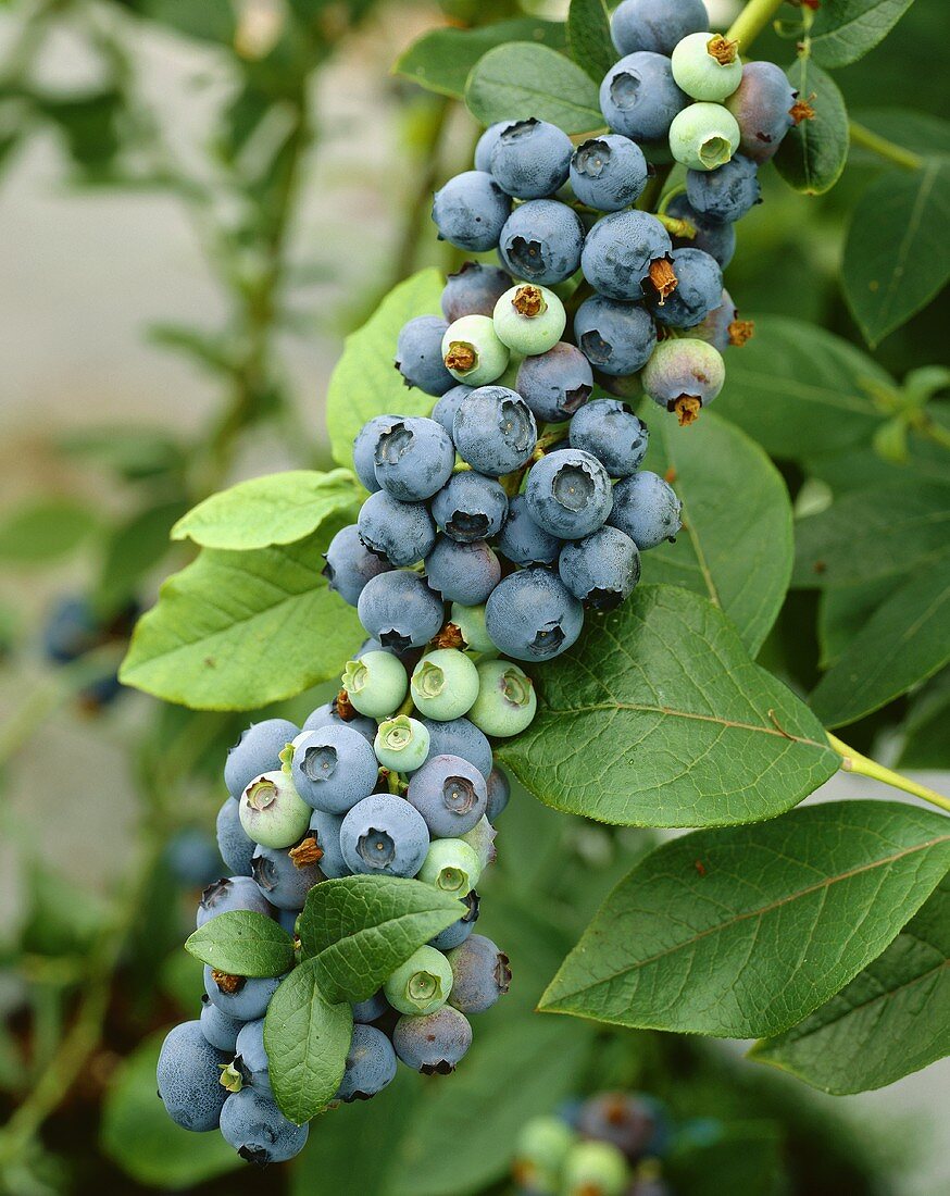 Cultivated blueberries on the bush