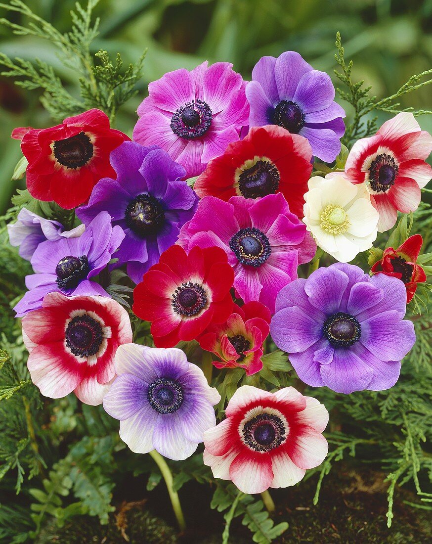 A bunch of poppy anemones (De Caen)