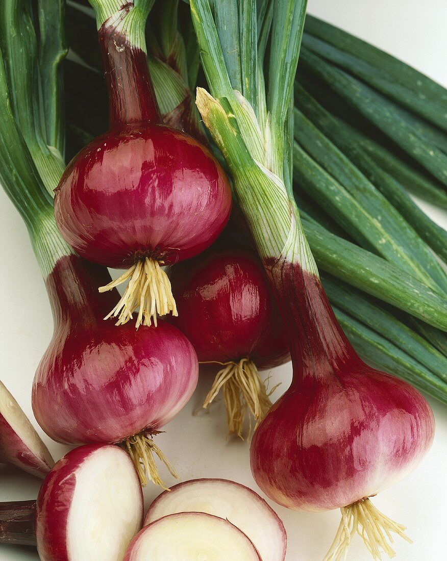 Red spring onions, variety 'Brunswick'