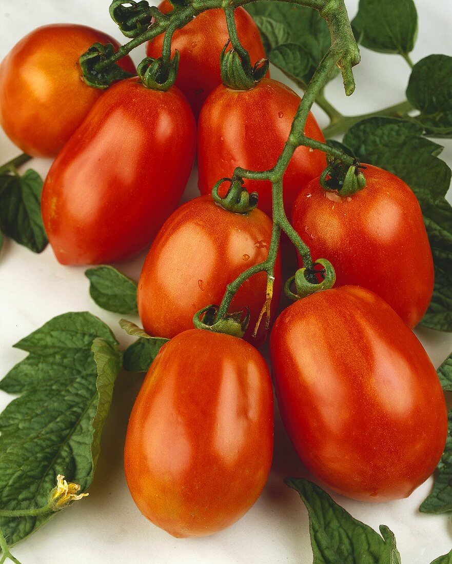 Tomatoes, variety 'Rio Grande'
