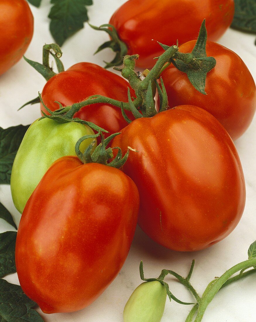 Tomaten der Sorte Rossol