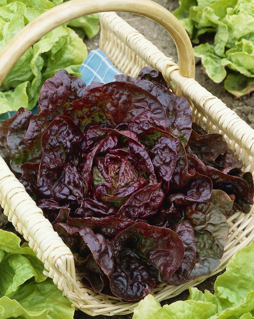 Lettuce (Lactuca sativa)