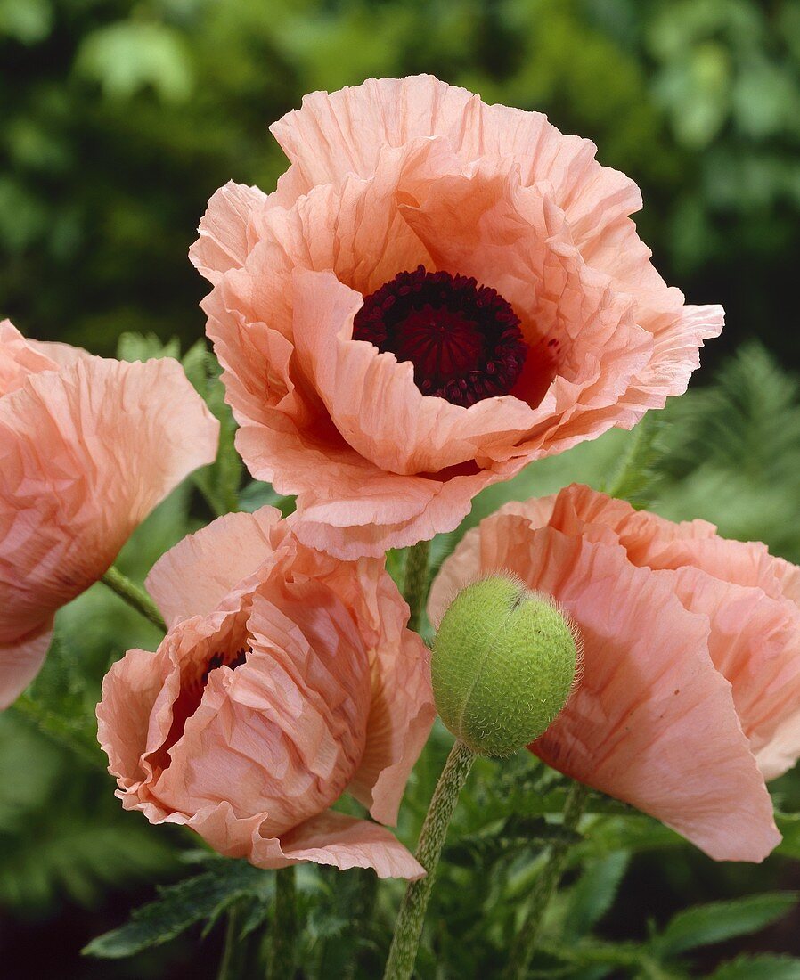 Pink poppies (Papaver orientale)