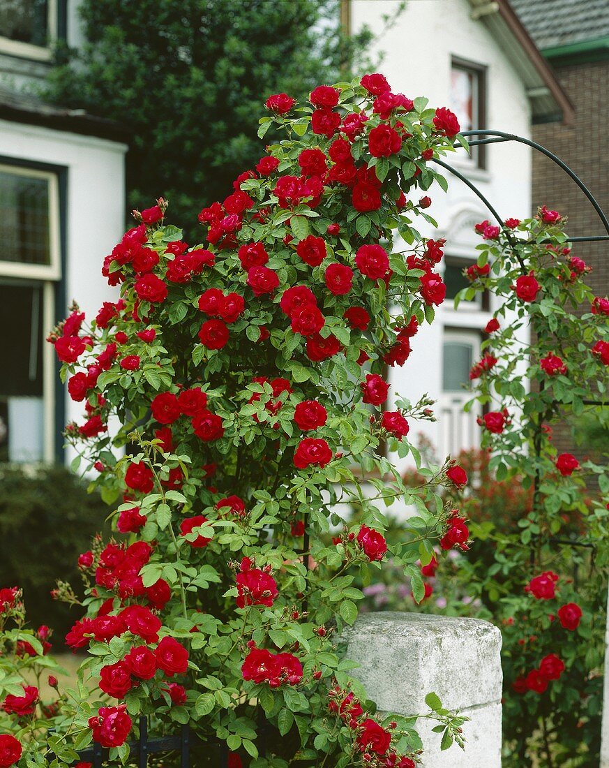 Red climbing rose on arch
