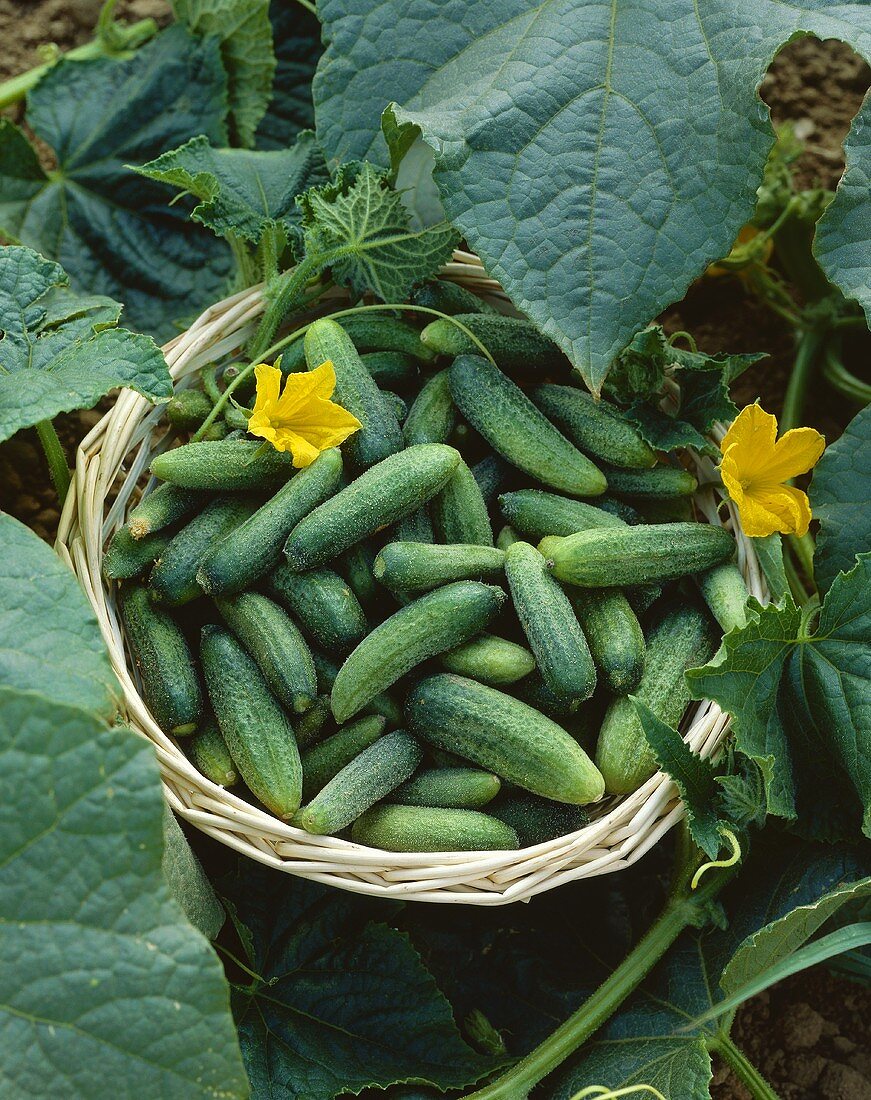 Fresh pickling cucumbers in basket