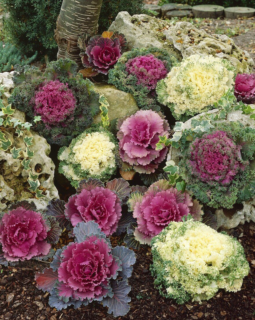 Verschiedene Sorten Zierkohl im Garten