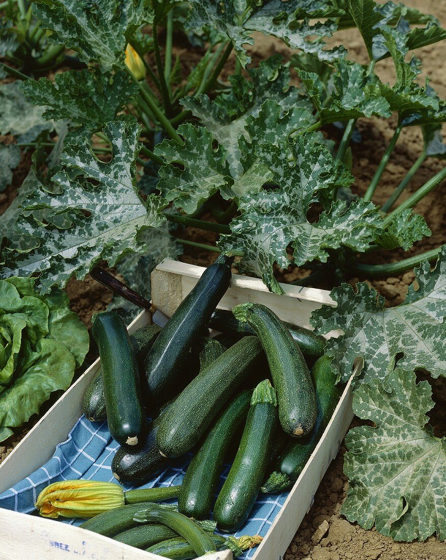 Zucchinipflanzen auf Feld & frisch geerntete Zucchini