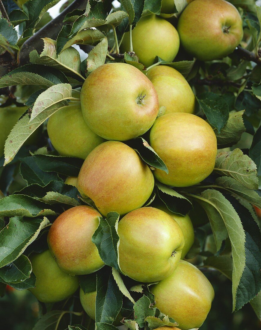 Äpfel der Sorte Jonagold am Baum