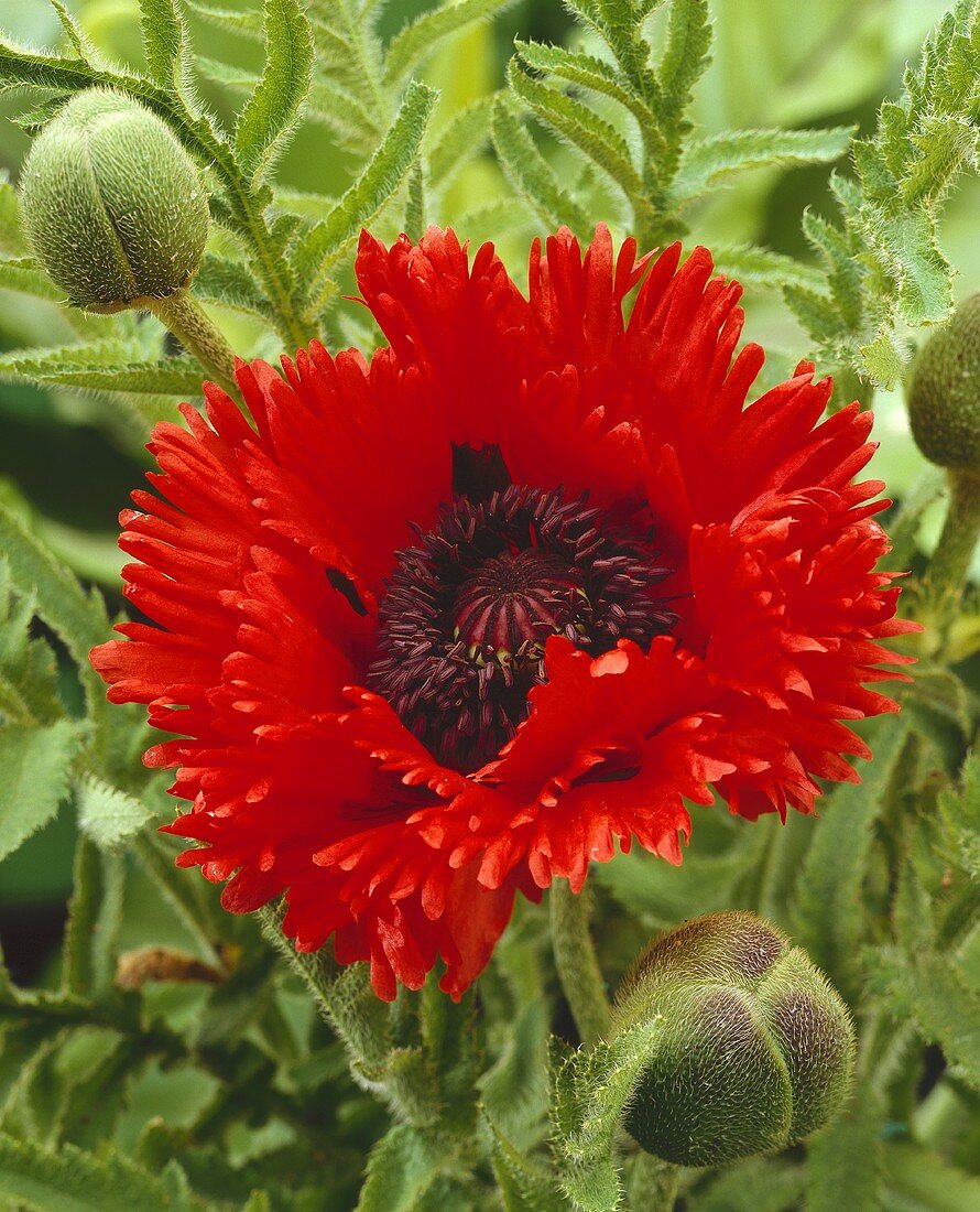 Oriental poppy (Papaver orientale Türkenlouis)