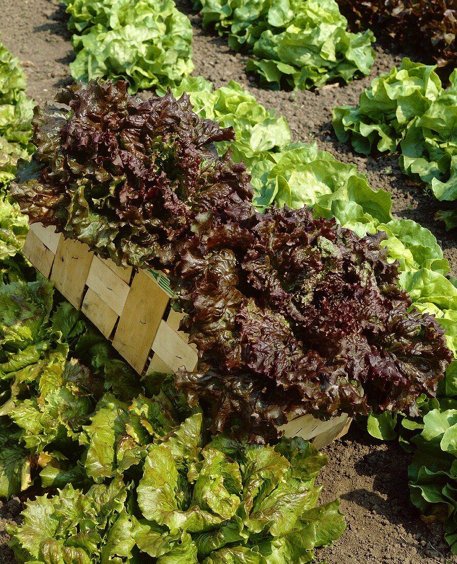 Various types of lettuce in the field