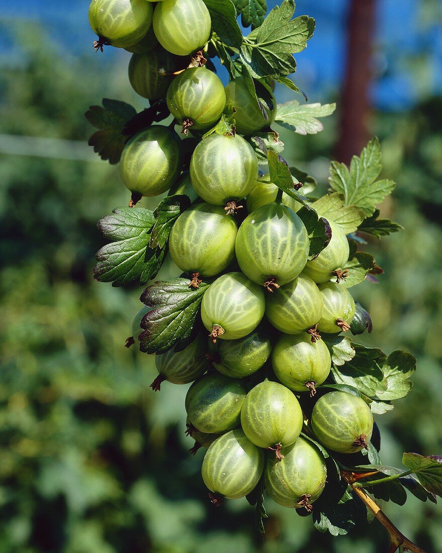 Gooseberries on the bush