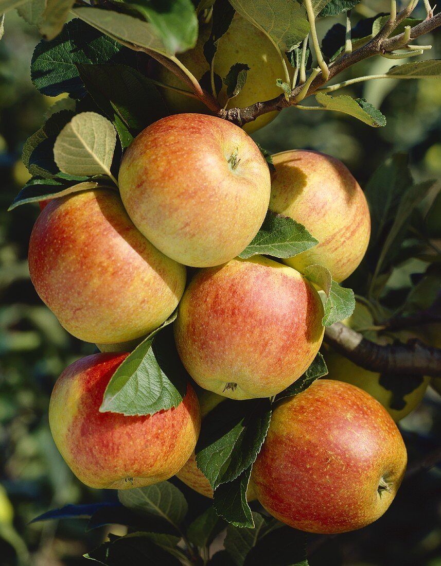 Apples on the tree (variety 'Alkemade')