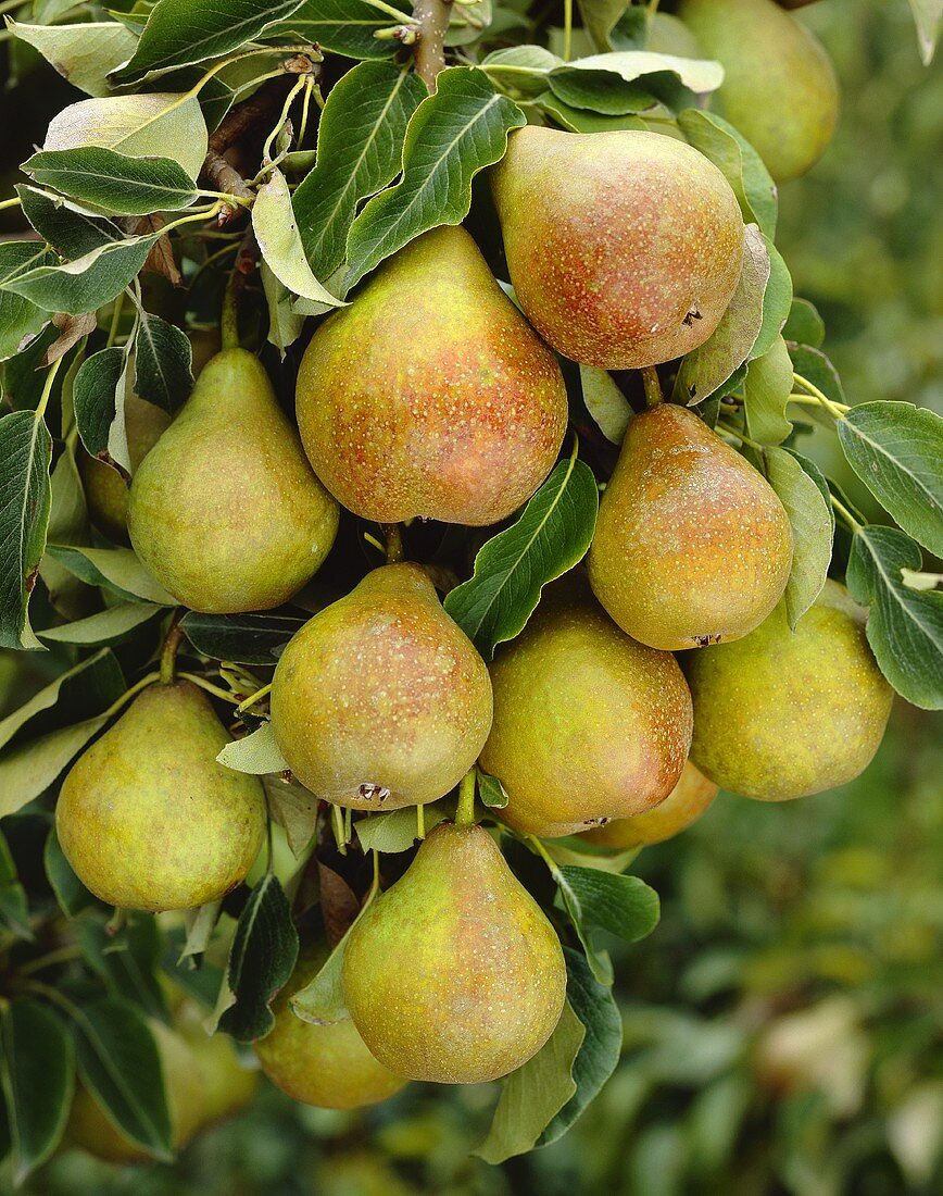 Pears, variety 'Gise Wildeman', on the tree