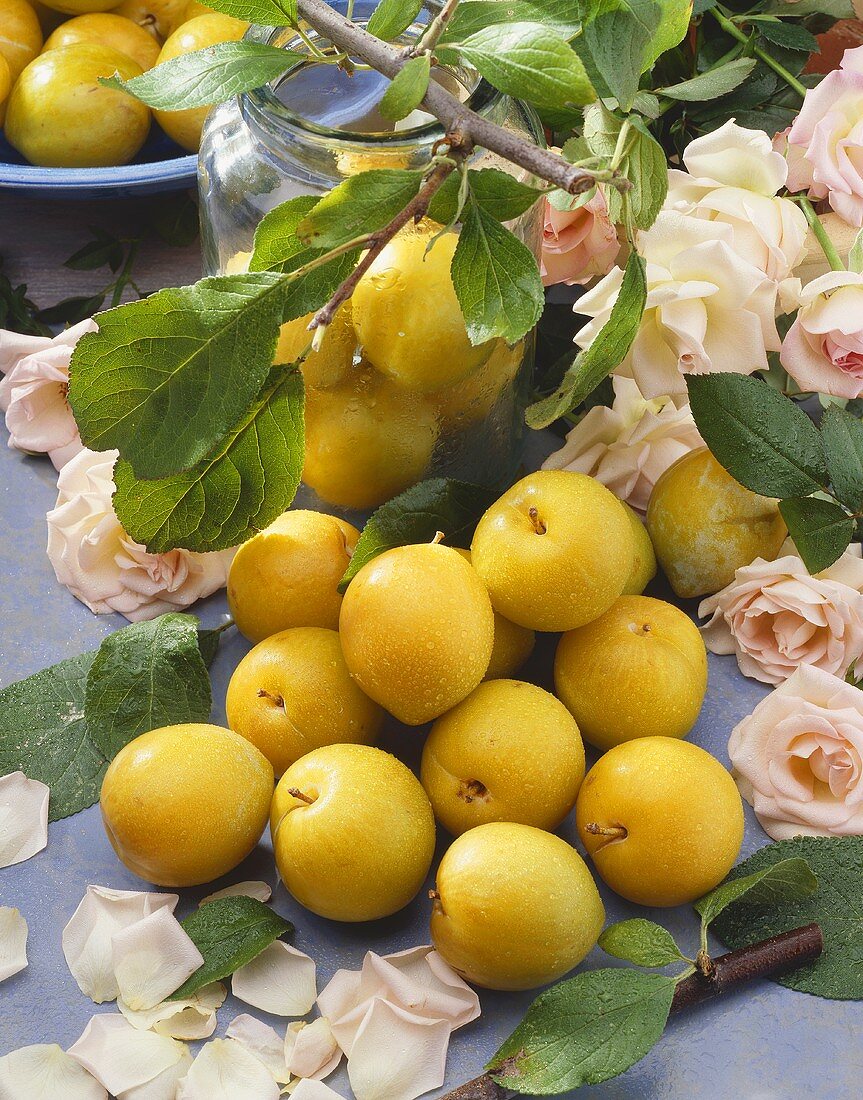 Still life with yellow plums and white roses