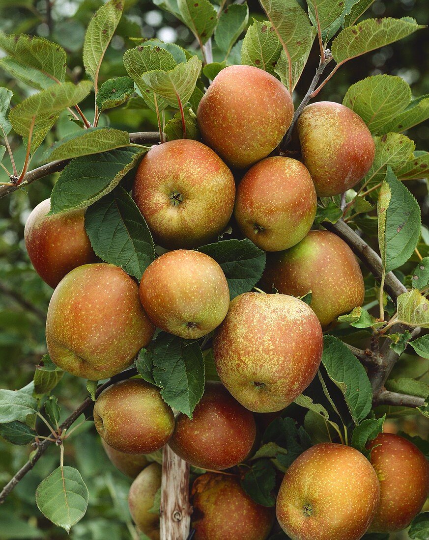 Äpfel der Sorte 'Goldrenette' am Baum