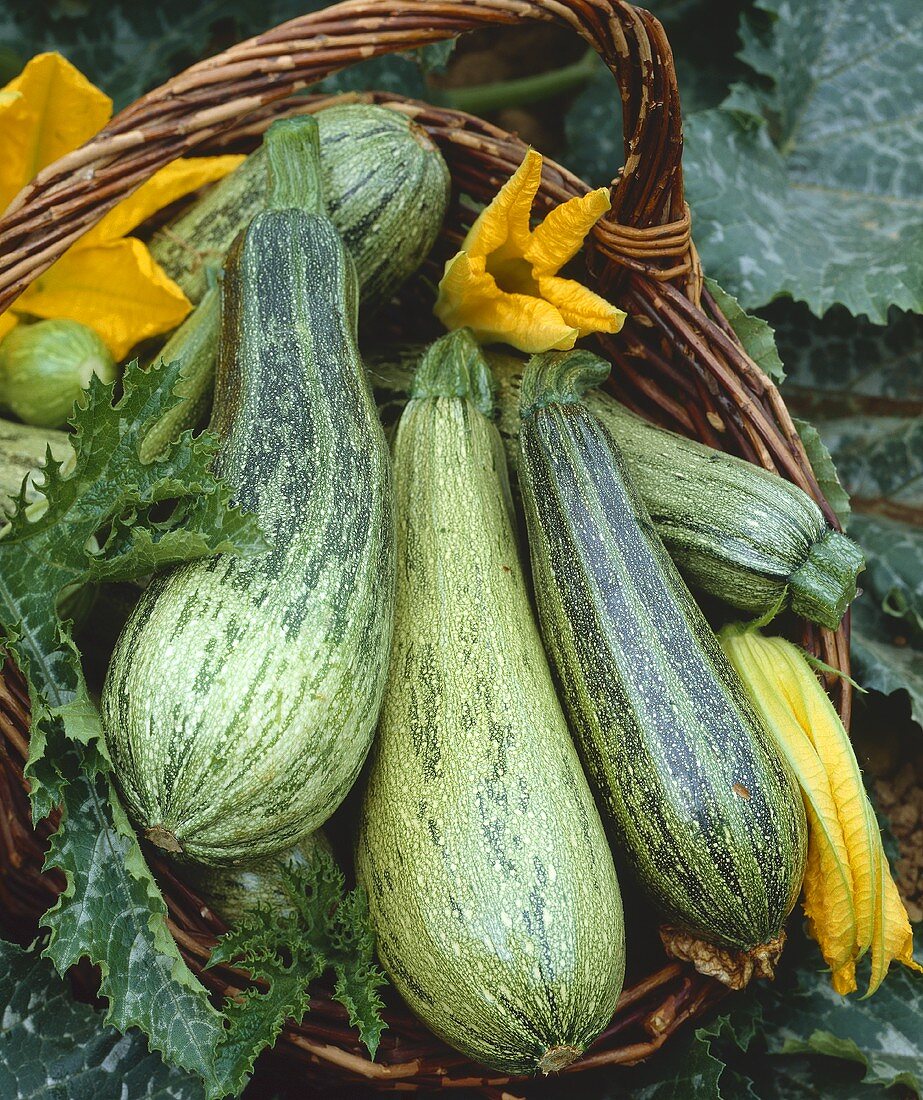 Italian courgettes with flowers in a basket