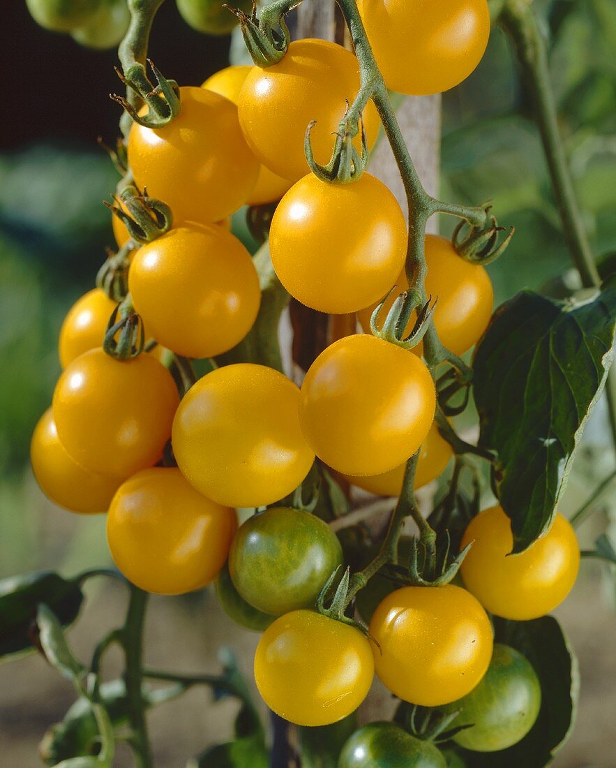 Gelbe Tomaten der Sorte 'Yellow Debut' am Strauch