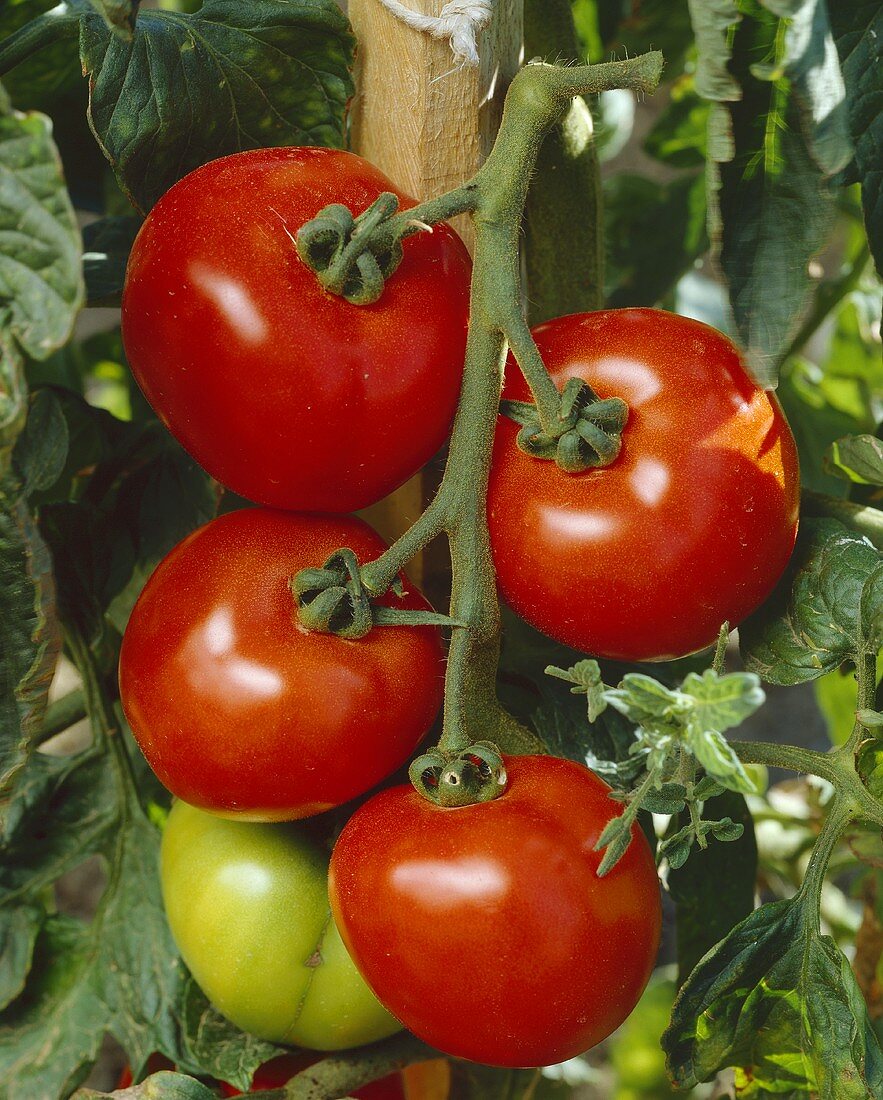 Tomaten der Sorte 'Ferline'