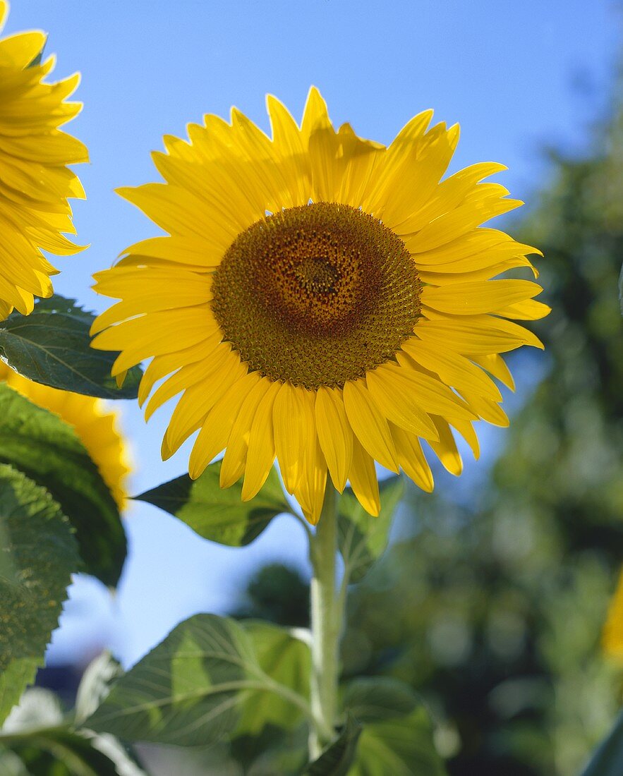 Sonnenblume (Helianthus)