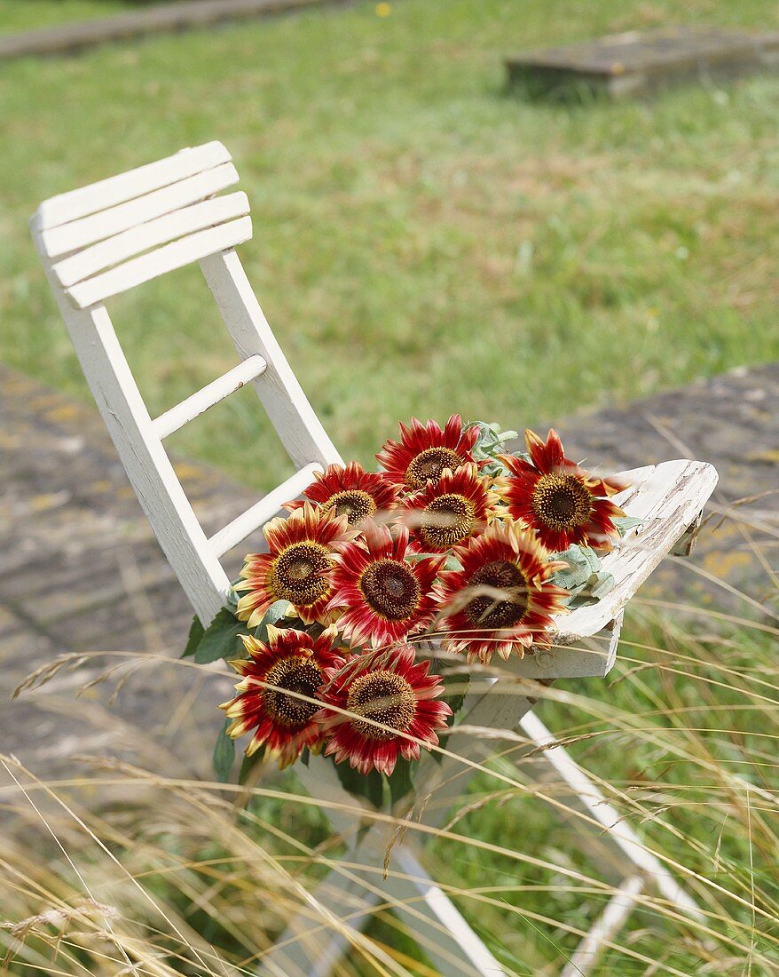 Red sunflowers 'Prado Red'