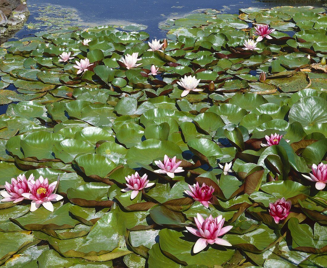 Water lily pond