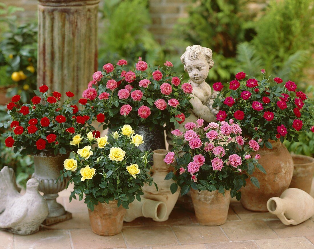 Miniature roses in flowerpots