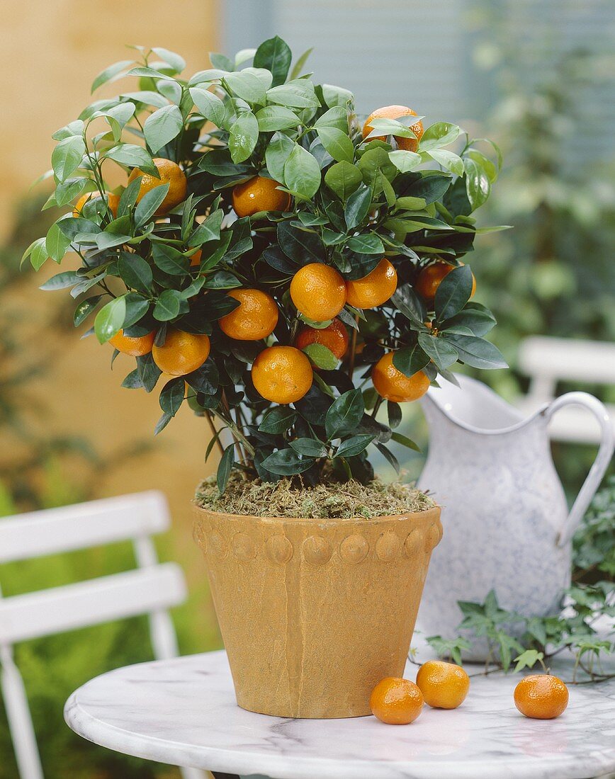 Sweet orange plant in plant pot (Citrus sinensis)
