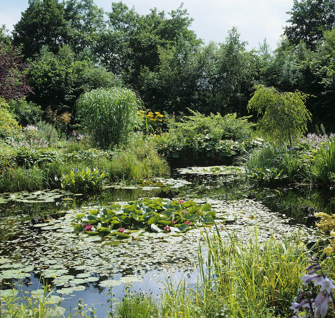 Water lily pond