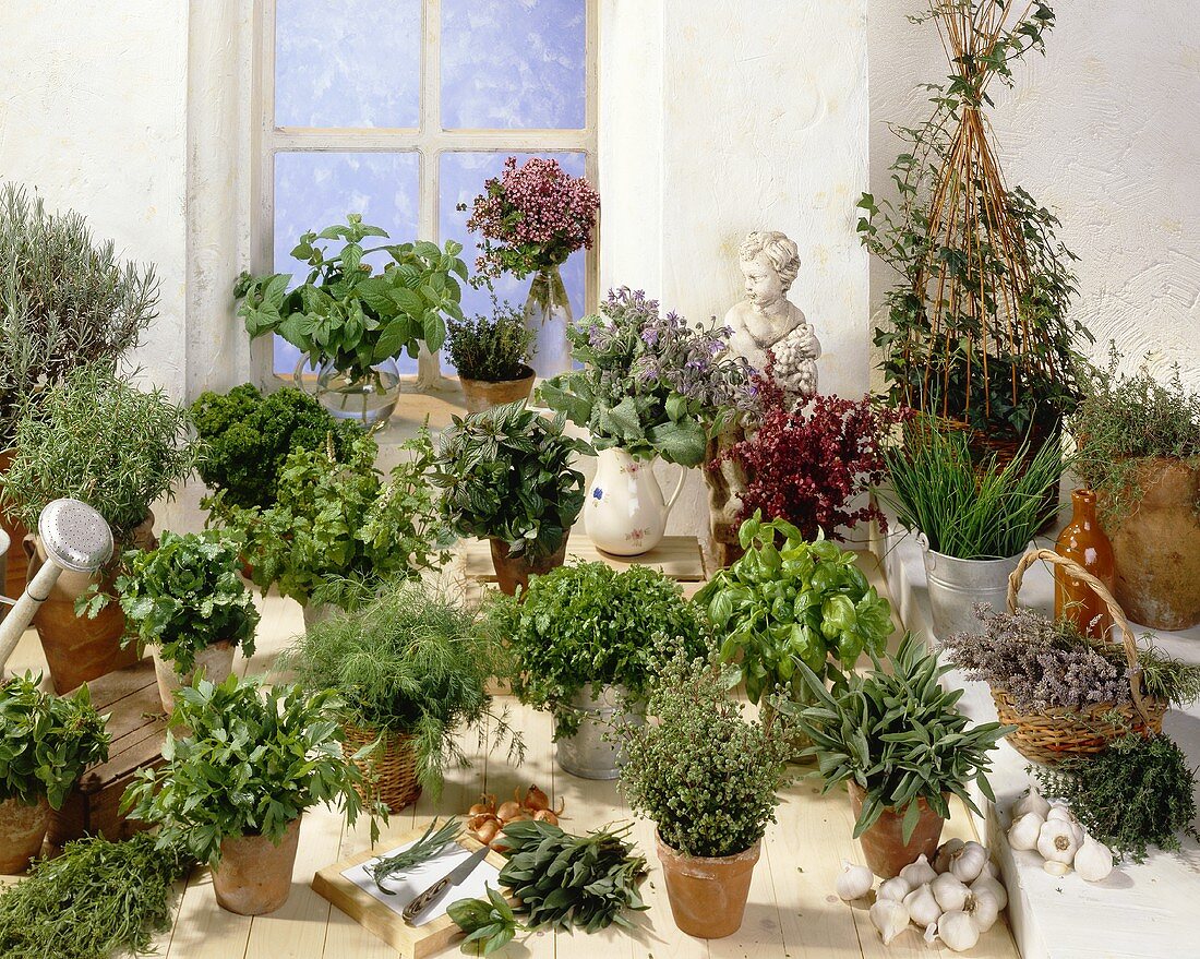 Various herbs in plant pots in front of window