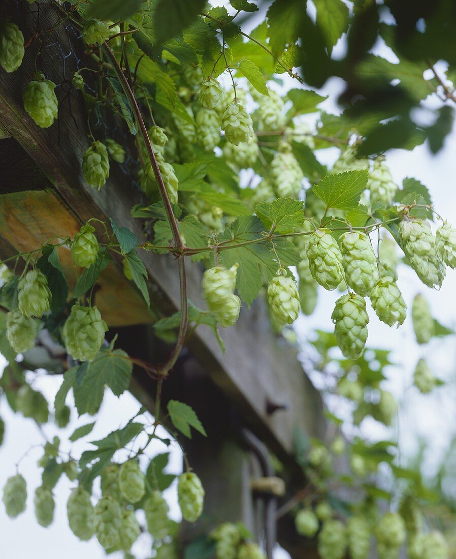 Hops on a pergola