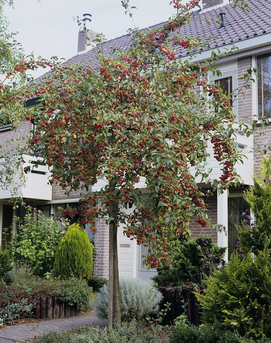 Crab apple (Malus 'Professor Sprenger') in front garden