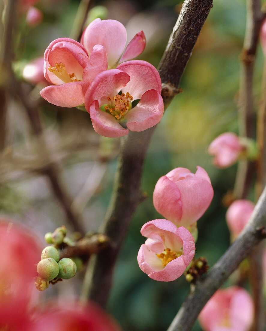 Blüten der Zierquitte (lat. Chaenomeles)