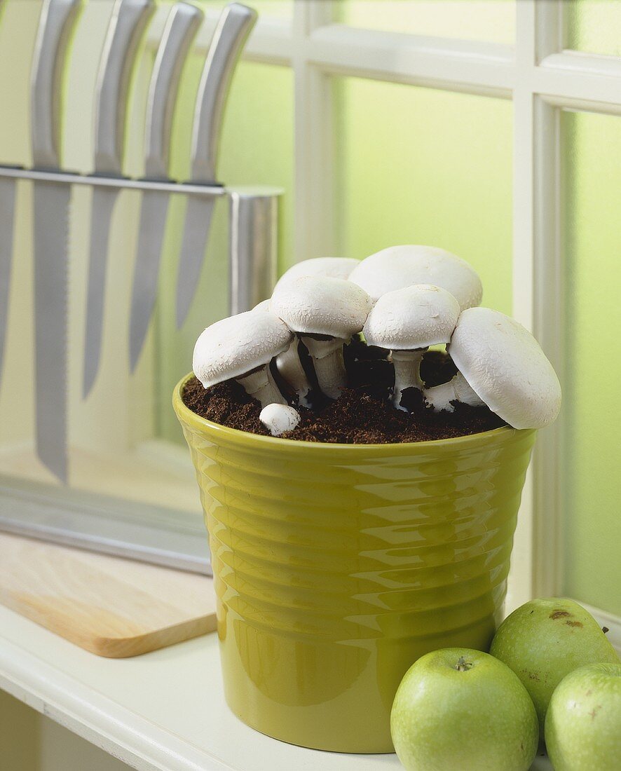 Button mushrooms in plant pot on window sill