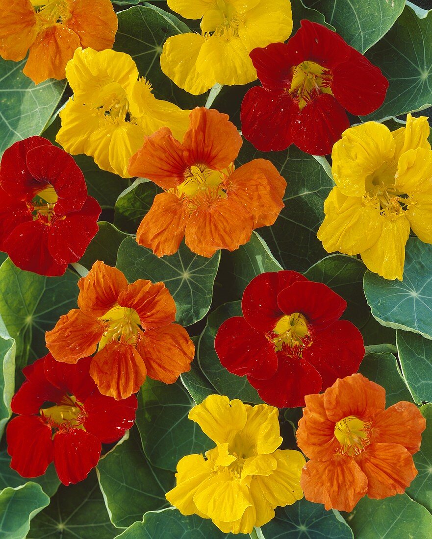 Mixed nasturtiums