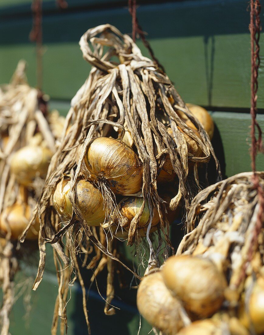 Onions hanging up to dry
