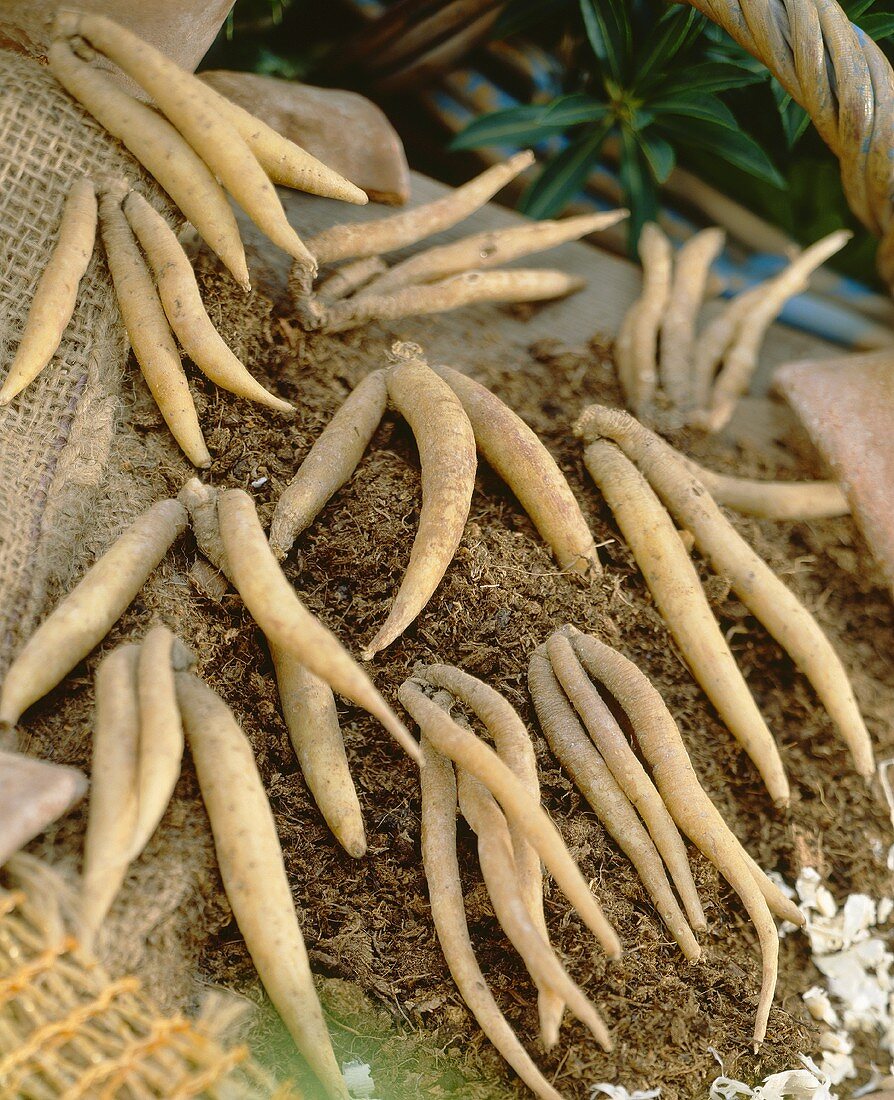 Rhizomes of Roscoea purpurea