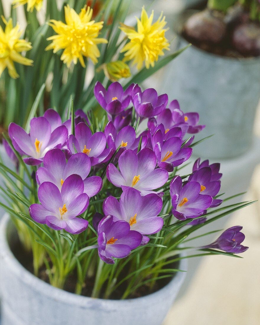 Purple woodland crocuses in pot