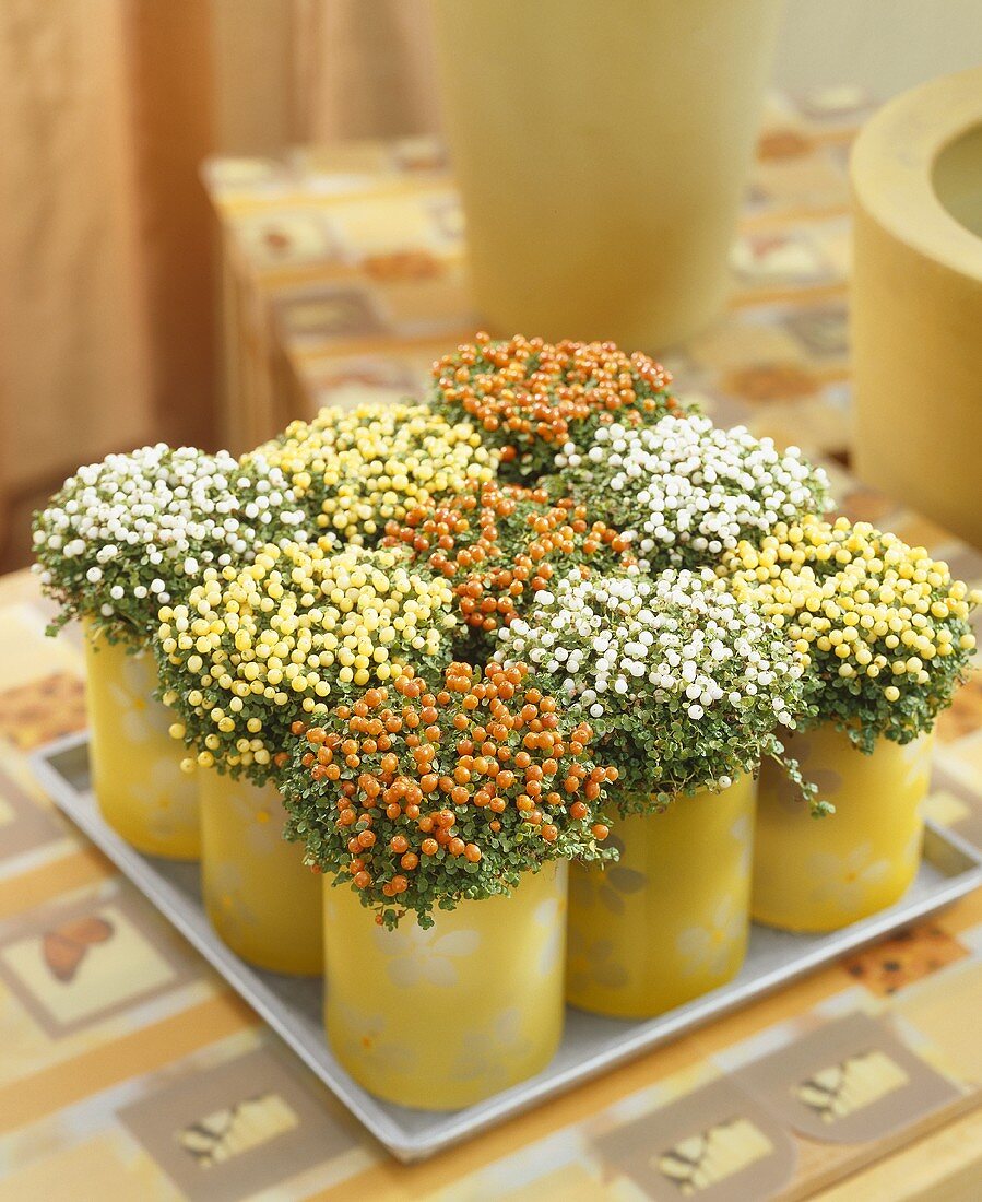 Coral bead plants in various colours