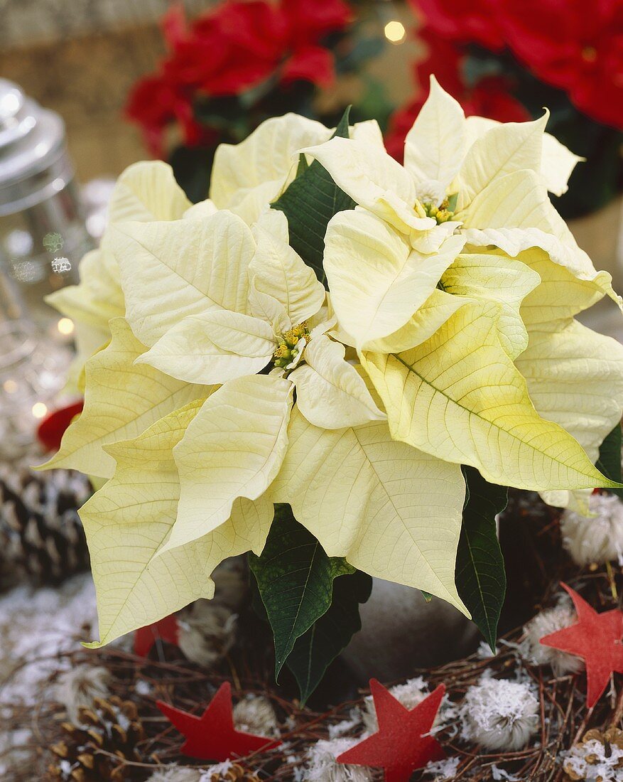 White poinsettia