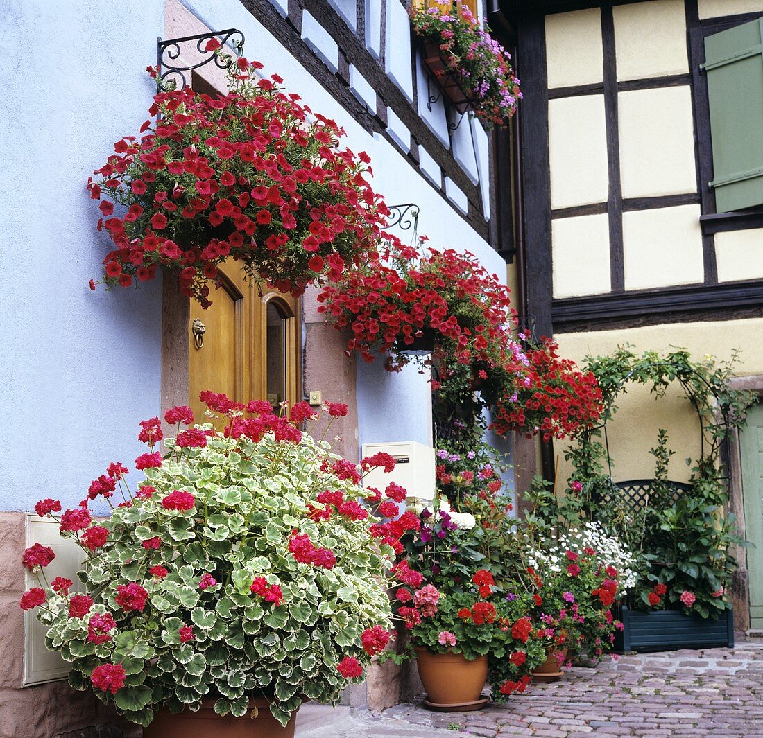House front with hanging baskets and container plants