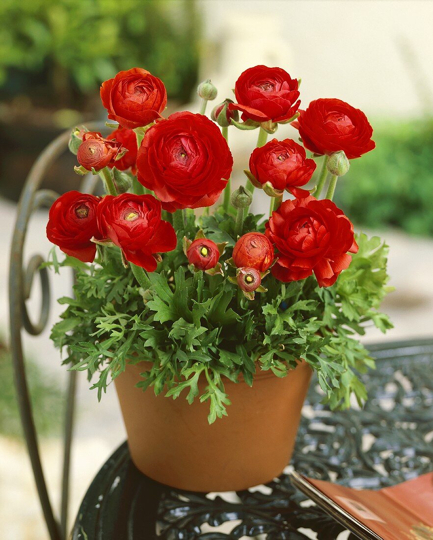 Red ranunculus in pot