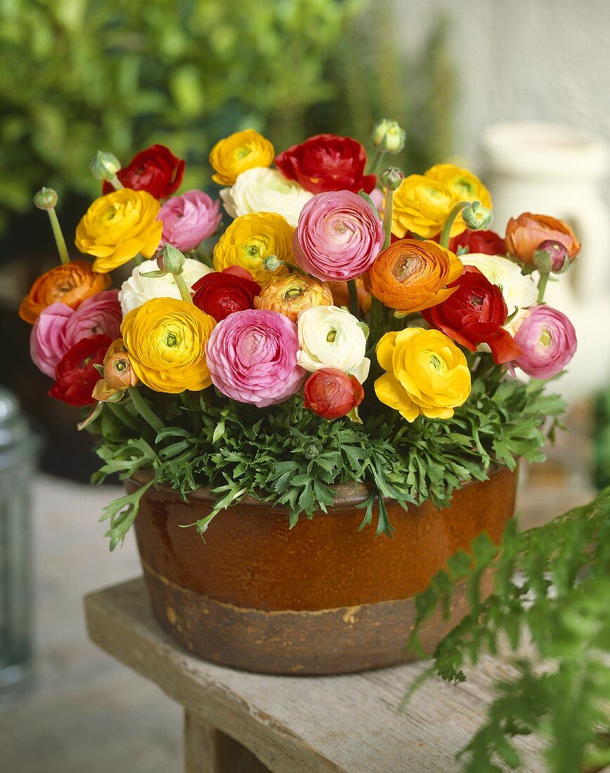 Mixed ranunculus in planter