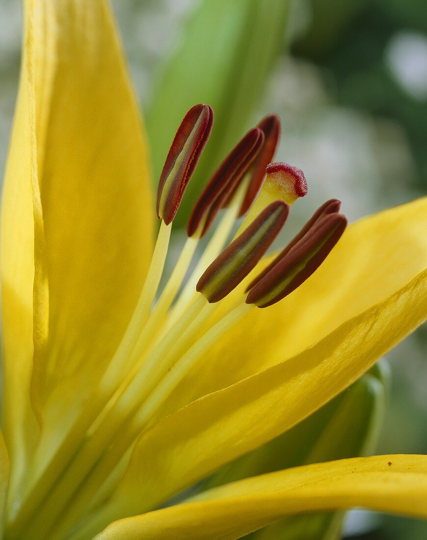 Gelbe Lilienblüte (Close-up)