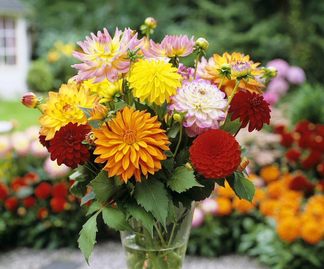 Dahlias in vase