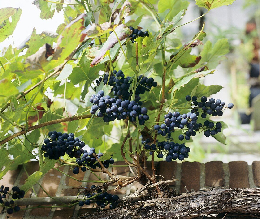 Grapes on the vine