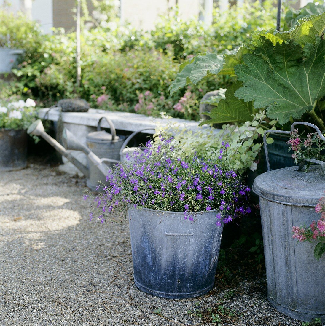 Lobelia in tub