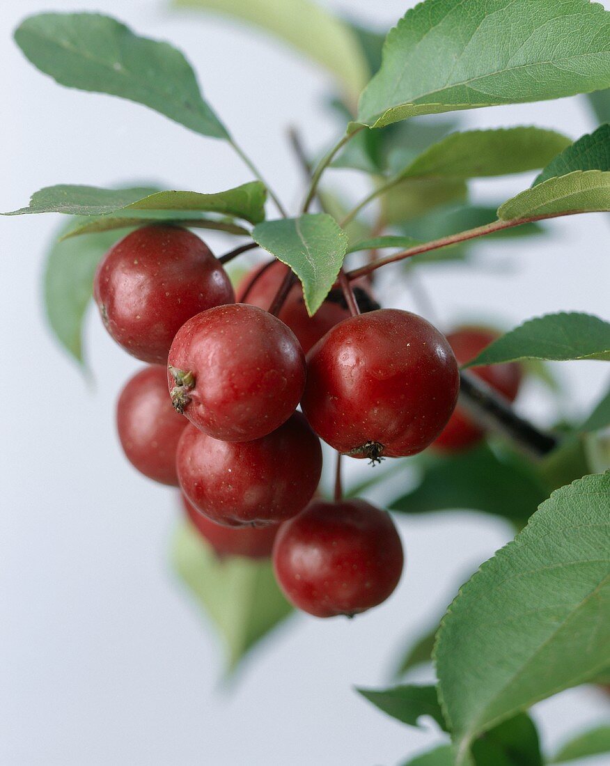 Crab apples (Malus 'Makamik')