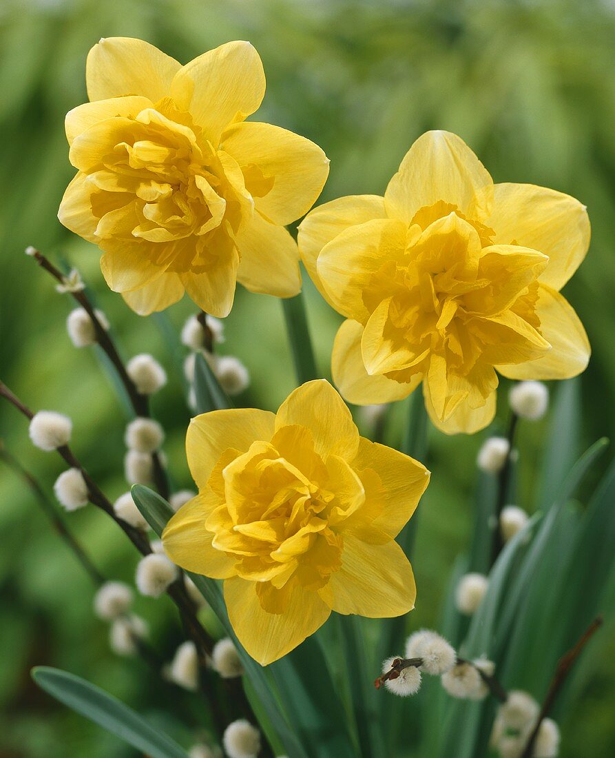 Three yellow narcissi