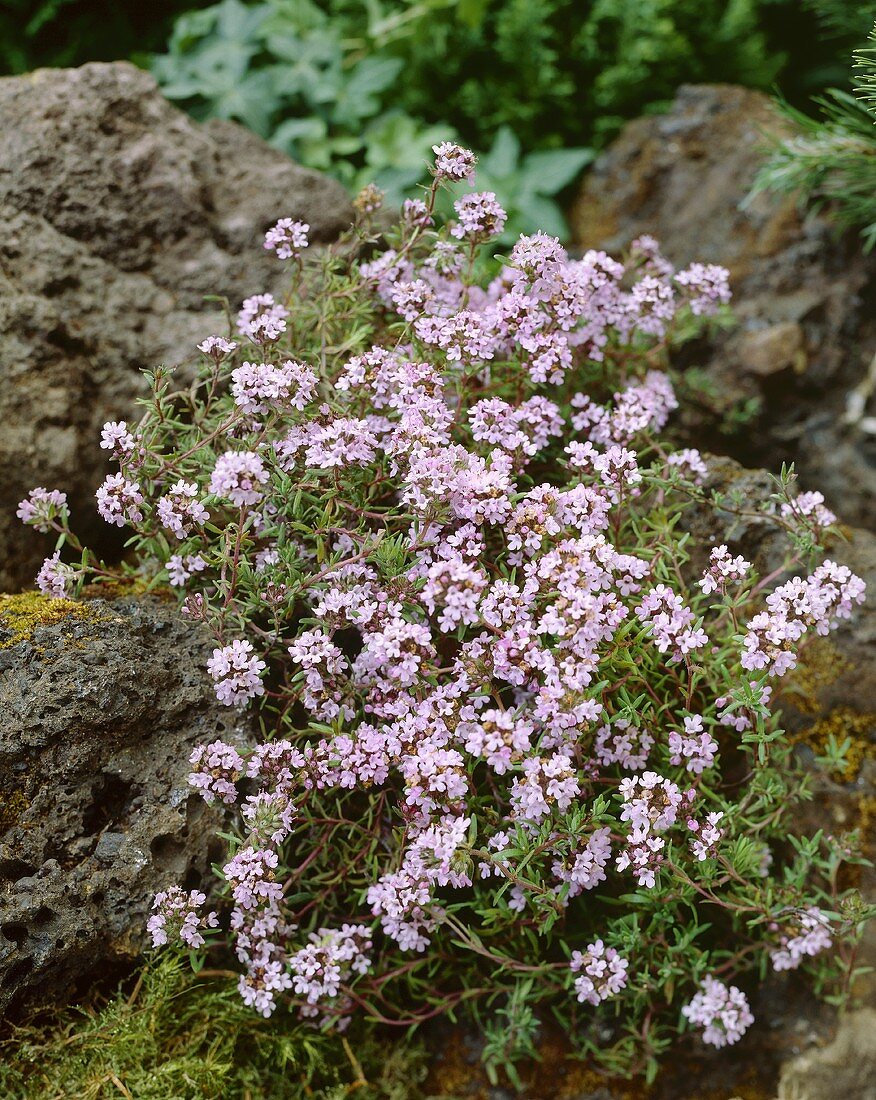 Thyme 'Duftkissen'