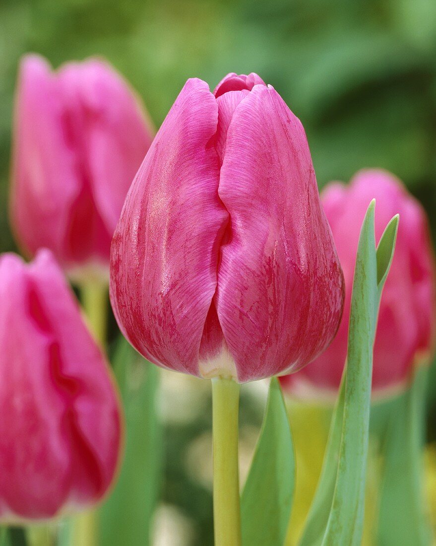 Rosafarbene Tulpe der Sorte 'Gander'